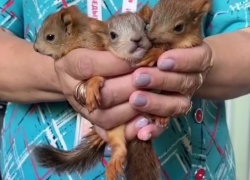 Имена просят придумать для троих новорожденных бельчат с Мамаева кургана