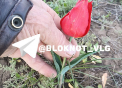 "Раньше по два ведра рвали": краснокнижные тюльпаны зацвели под Волгоградом