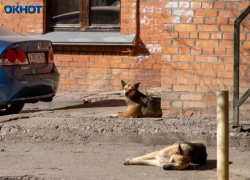 Нападениями собак в волгоградском микрорайоне Солнечном заинтересовался Бастрыкин