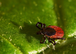 Пять волгоградцев заболели крымской лихорадкой и иксодовым клещевым боррелиозом