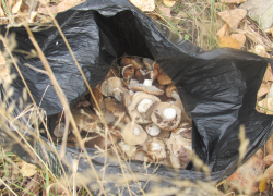 8-летняя девочка отравилась грибом, найденном на улице в Волгоградской области