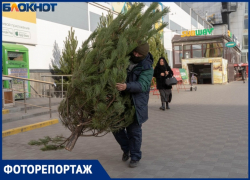 Цены на новогодние сосны взвинтили в 16 раз в Волгограде