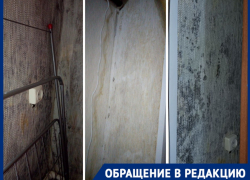 Плесневые грибы выселяют волгоградцев из купленной в ипотеку квартиры 