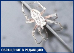Пятиэтажку в Волгограде заполонили серые пауки