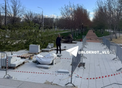 Ветер повалил известный тополь у Мамаева кургана