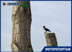 Голые улицы Волгограда с варварски обрезанными деревьями в объективе фотографа