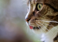 В Волгоградской области кошка с бешенством перед смертью успела укусить человека