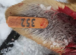 Хладнокровно, из охотничьего ружья, в упор: под Волгоградом расстреляли собаку с щенком 