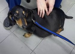 Опухоль весом 7 кг удалили у таксы в Волгограде