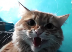 Волгоградка умерла от бешенства после укуса кошки