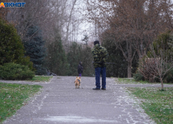 Налог на выгул собак могут ввести в Волгограде: "Правильно, пусть платят"