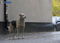 Овчарку зарезал неизвестный в семейном ЖК в Волгограде