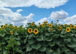 Жара до +41 и ливни с грозами накроют Волгоградскую область 