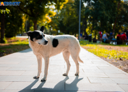 Бродячая собака укусила 6-летнего ребенка в Волжском: мальчику колют уколы от бешенства