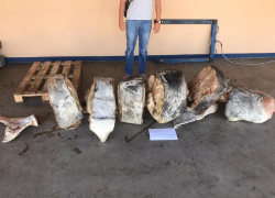 Двоим жителям Волгограда грозит тюрьма за продажу краснокнижной белуги весом 350 кг