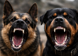 Рост покусанных собаками на улицах признал в Волгограде Роспотребнадзор