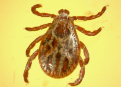 В Волгоградской области начинается "сезон клещей"