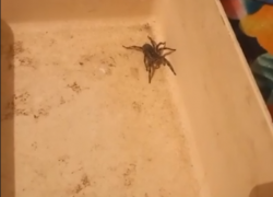 Гигантский тарантул проник в дом к волгоградцам: видео 