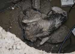 Волгоградец случайно заметил провалившегося в коллектор пса и спас его