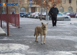 Обязанности чиновников и запреты для волгоградцев зафиксировали в документе о борьбе с агрессивными собаками 