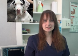 Восемь носков вытащили из желудка щенка в Волгограде