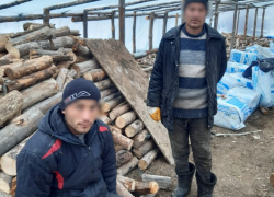 В теплицах под Волгоградом нашли 25 гастарбайтеров-нелегалов