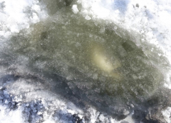 Мертвая рыба видна подо льдом: сбылись страшные прогнозы бывалого волгоградского рыбака