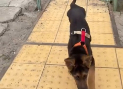 Спасенного всем миром щенка ставят на ноги вопреки всему в Волгограде