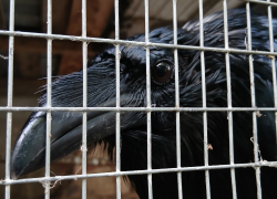 О критической ситуации заявил волгоградский приют