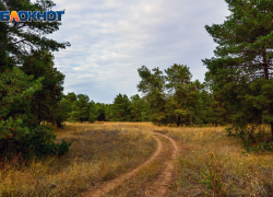 Волгоградка нашла в лесу труп возлюбленного