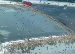 Гигантский рой пчел атаковал "Приору" на парковке в Волгограде 