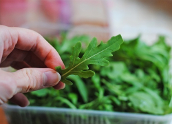 Гостей ЧМ-2018 в Волгограде накормят местной рукколой