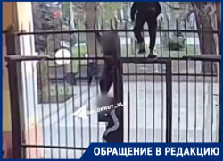 Прорываются через калитку и оставляют лужи: «писающие мальчики» оккупировали двор в центре Волгограда 