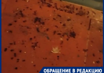 Трупы хрустят под ногами: девятиэтажку втянули в крысино-тараканьи войны