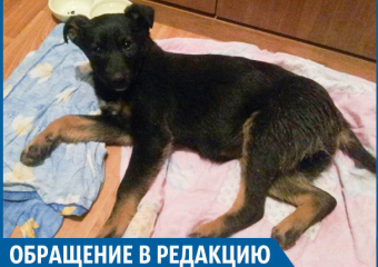 Волгоградка обвиняет врачей в смерти 4-месячного щеночка