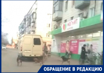 На видео стая бездомных собак терроризирует жителей Красноармейского района