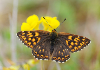 Краснокнижная люцина исчезает из Волгоградской области