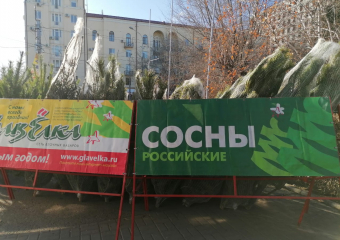 В Волгограде начали работу елочные базары: обзор цен