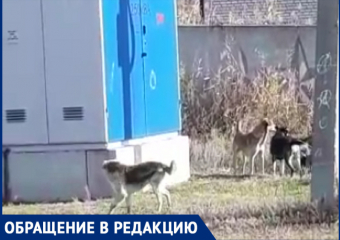"Лают и кидаются": бездомные собаки продолжают мучить жителей поселка под Волгоградом