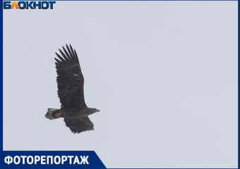 Самую крупную хищную птицу России заметил фотограф в центре Волгограда