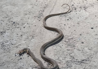 Крупная змея кидалась на прохожих в Волгограде 