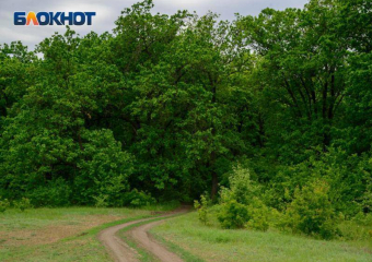 Лесничество в Волгоградской области снимут из космоса за 400 тыс рублей