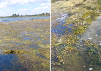 Полуметровым слоем водорослей покрылось Береславское водохранилище в Волгограде 