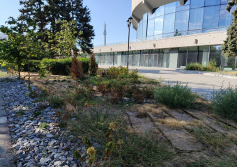 Концлагерь для растений устроили в центре Волгограда на объекте за 2 миллиарда