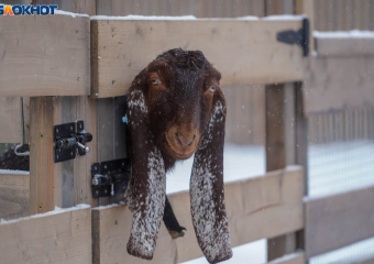 Последний день января принесет в Волгоград мокрый снег и плюсовую температуру