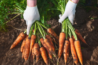 Требуются рабочие на сбор морковки с поля