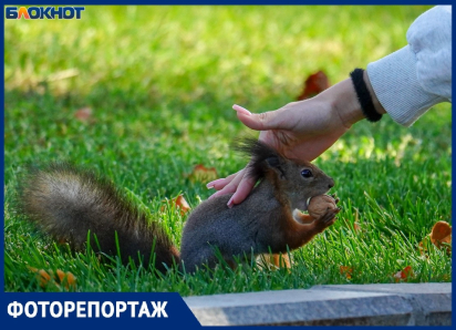 Белки на Мамаевом кургане начали проходить самостоятельную зажировку