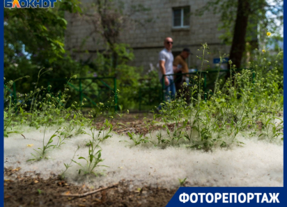 Белая метель в мае: Волгоград встречает «пуховую атаку»