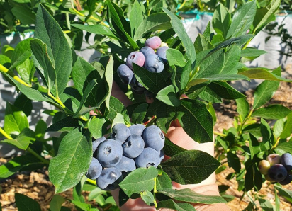 Открыт сезон по продаже саженцев голубики от плантации Berry (Берри)