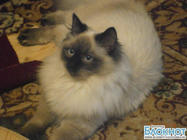 В конкурсе «Самый красивый кот Волгограда» участвует Ася